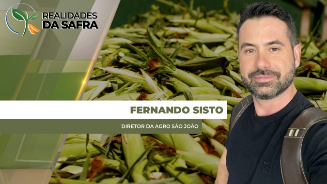 Rondon do Pará/PA fecha safra de milho com perdas após chuvas irregulares