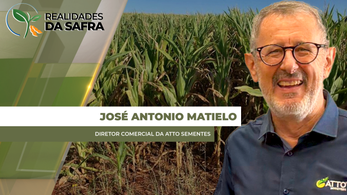 Milheto pode ser usado como silagem para o gado, com custos menores que o sorgo