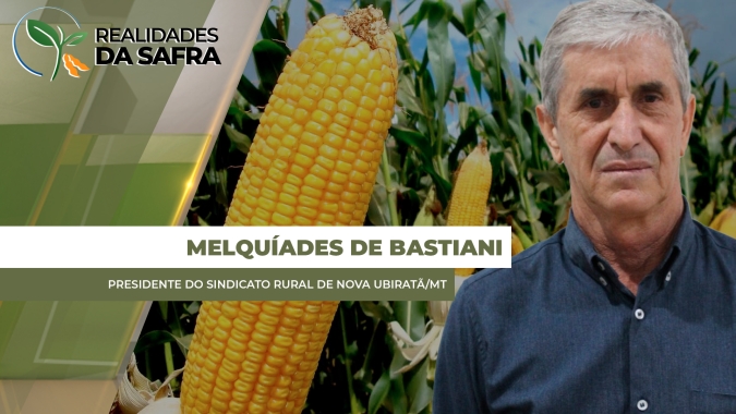 Colheita do milho deve ganhar ritmo na próxima semana em Nova Ubiratã/MT