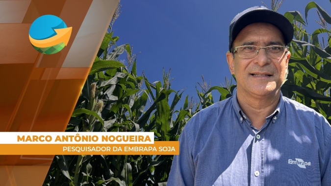 Embrapa lança inoculante que permite ao produtor mais produtividade e menos uso de nitrogênio