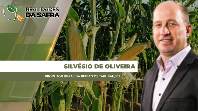 Colheita do milho chega em 5% em Tapurah/MT com boas produtividades registradas