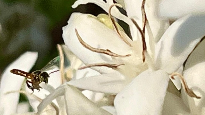 As flores do café já abriram em grande parte do Brasil, mas agora é preciso de chuva