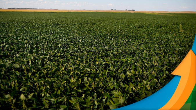 Com cenário climático diferente ao da safra passada, soja se desenvolve bem em Sinop/MT