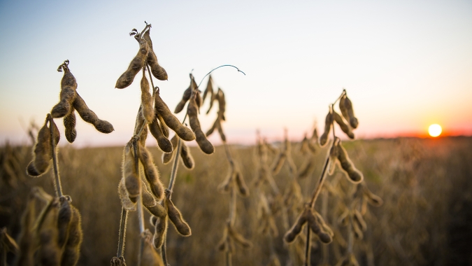 Mato Grosso lidera avanço da soja sustentável e impulsiona Brasil a superar 2 milhões de hectares certificados