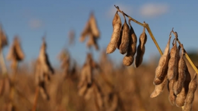 Adiamento das regras ambientais da UE gera oportunidades para a soja brasileira, afirma Biond Agro