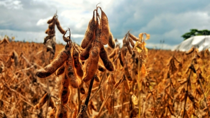 Colheita de soja do Brasil avança para 62,25% da área total, diz Pátria AgroNegócios