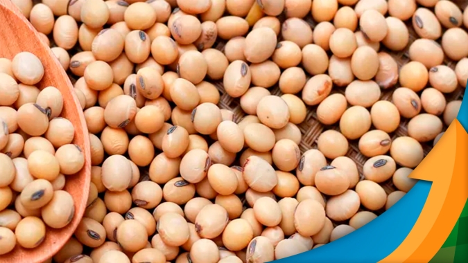 Produtor que ainda aguarda boas condições para plantar a soja precisa se atentar ao armazenamento das sementes