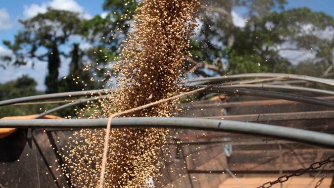 Colheita de soja de Mato Grosso 2025/26 atinge 96,42% da área, diz Imea