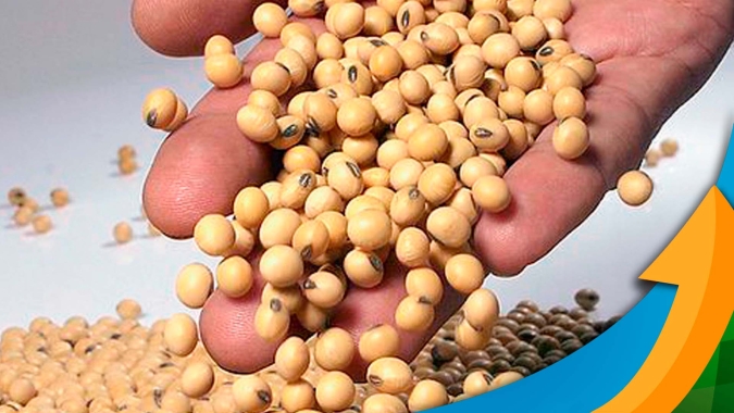 Soja em queda em Chicago aguardando relatório do USDA que pode confirmar safra cheia nos EUA , exportações  fracas e estoques maiores