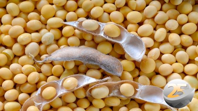 Mercado espera redução de produção, produtividade e estoques no relatório do USDA, mas mudanças podem não ser suficientes para impulsionar soja