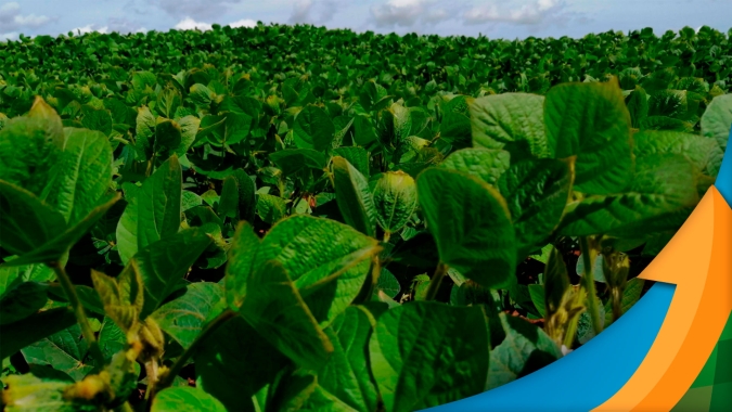 Após boas condições de plantio, Mangueirinha/PR espera manutenção de chuvas e dias de Sol para garantir alta produtividade da soja