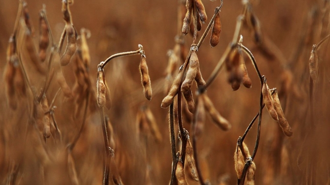 Soja cede mais de 1% na tarde desta 4ª feira em Chicago ainda sentindo pressão do financeiro
