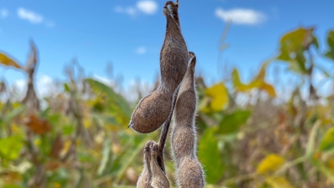 Preços da soja começam mais uma semana com estabilidade em Chicago no aguardo do USDA