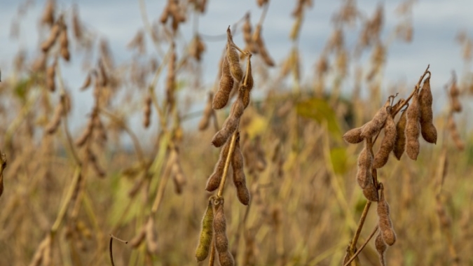 Nova safra de soja do Brasil pode crescer apesar de cautela financeira e El Niño, diz Datagro