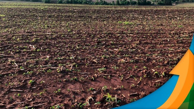 Chuvas contribuem para o desenvolvimento da soja em Doutor Camargo/PR