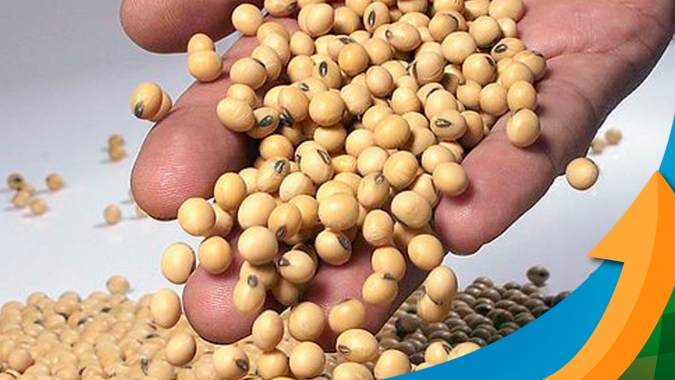 Soja: falta de crédito deve reduzir área plantada e tecnologia empregada na próxima safra, alerta analista