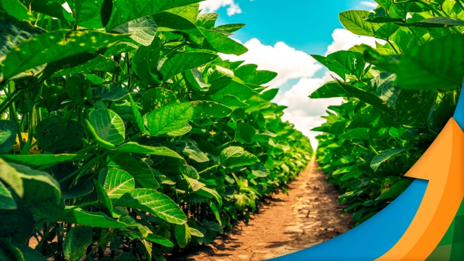 Falta de chuvas em dezembro já tirou, pelo menos, 1,4 milhão de toneladas da soja do Paraguai