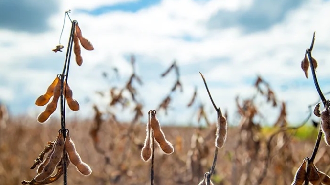 Soja segue estável em Chicago nesta 3ª feira, com foco nos fundamentos e aguardando novo USDA