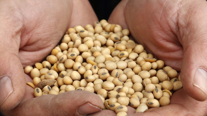 Soja/Cepea: Novas altas do prêmio de exportação amenizam baixas de preços no spot