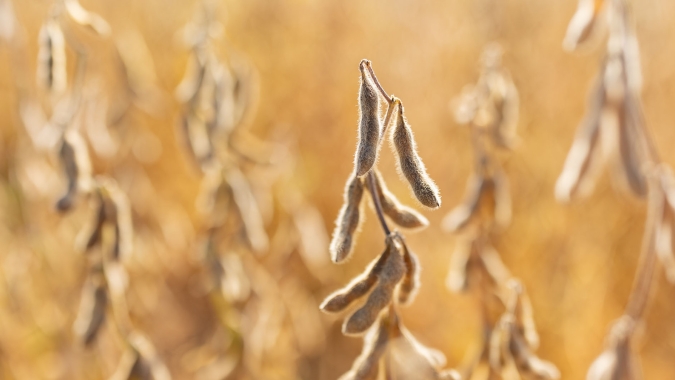 Tecnologia no campo explica a força por trás da supersafra de soja, por Christian Pflug