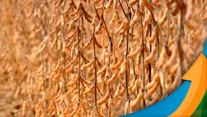 Mercado da soja sem novidades faz cotações ficarem de lado ; expectativa segue sobre definição da safra americana