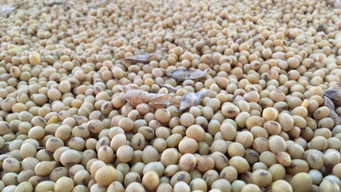 Comercialização antecipada de soja de MT segue atrasada, aponta Imea