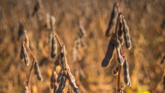 Soja registra novo dia de baixas em Chicago nesta 4ª feira, apesar de compras da China