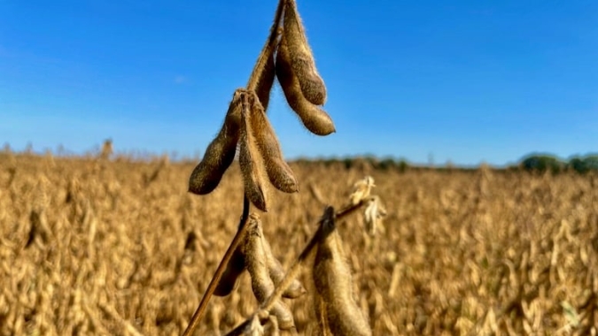 Soja sobe na Bolsa de Chicago nesta 6ª e continua movimento de ajuste após últimas baixas