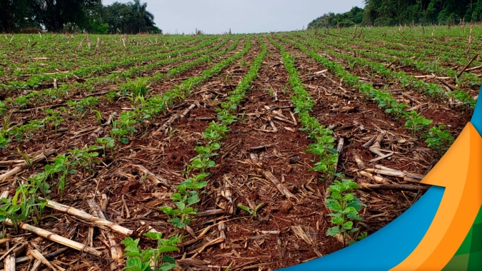 Plantio da soja avança com boas condições e Pato Branco/PR espera alta produtividade