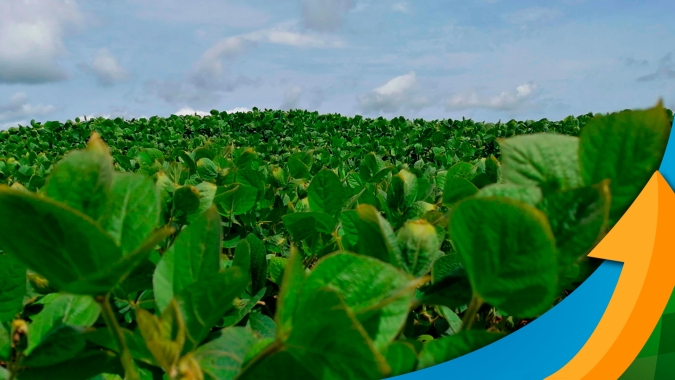 Falta de chuvas e temperaturas altas já comprometeram potencial produtivo da soja em Mineiros/GO