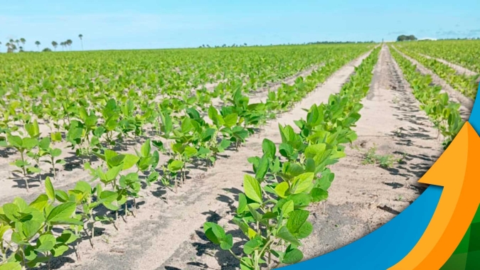 Boa Vista (RR) está finalizando o plantio da soja, e produtores já sentem efeitos do La Niña