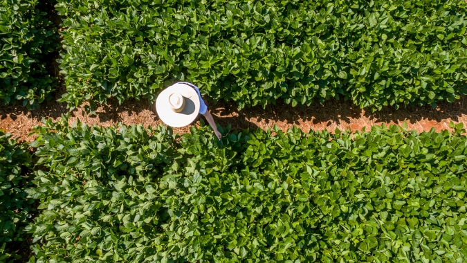 Inovação e pesquisa transformam a agricultura brasileira e oferecem soluções para os desafios do campo