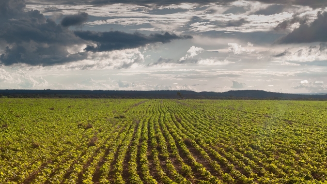 Produtor rural tem até 02 de janeiro de 2025 para efetuar a semeadura da soja em Goiás