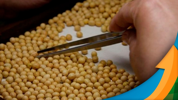 China quer alterar padrão de classificação da soja e medida pode impactar processos de produção no Brasil
