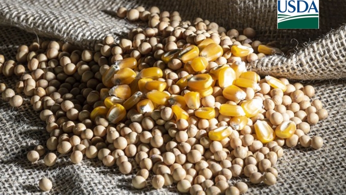USDA: Estoques de milho vem abaixo das expectativas do mercado, enquanto os de soja e trigo vieram acima
