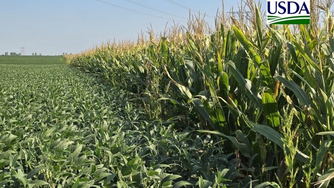 USDA reduz levemente produção e estoques finais de soja nos EUA; milho tem safra maior