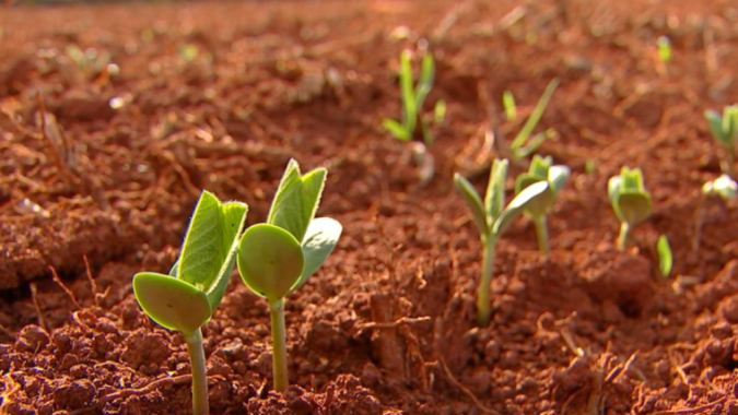 Calendário de plantio da soja em Mato Grosso é prorrogado até 13 de janeiro; mudança atende pleito da Famato