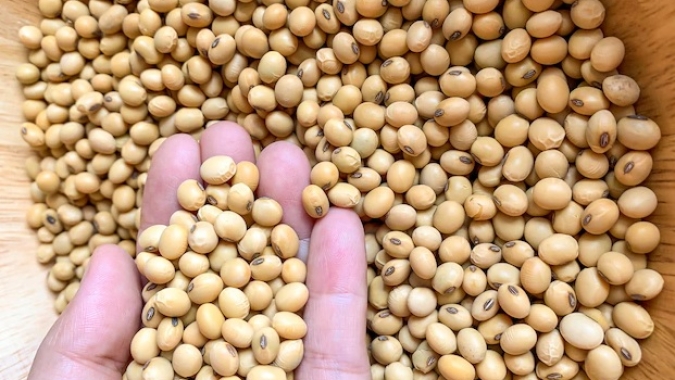 Imea vê novo recorde para soja de Mato Grosso em 22/23 a 41,5 mi t; corta milho por seca