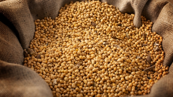 Soja/Cepea: Focados nos trabalhos de campo, produtor se afasta do spot