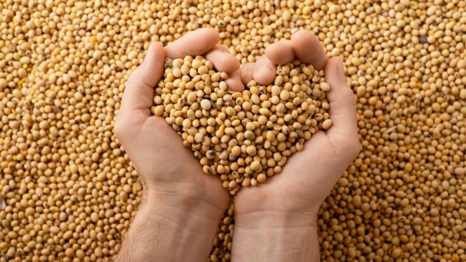 Capacidade de processar soja em MS crescerá 20% com novo empreendimento em Maracaju