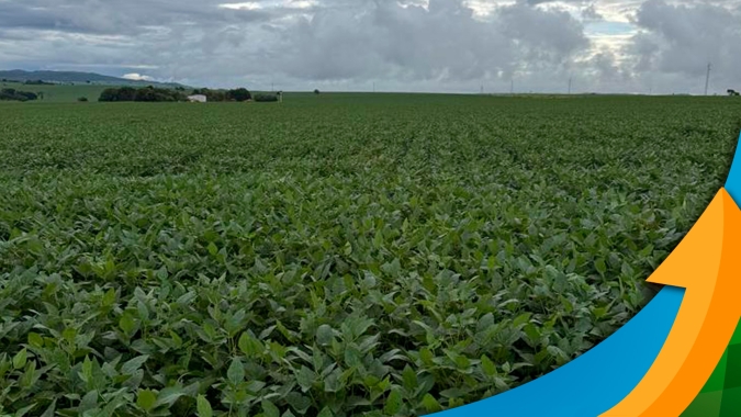 Perda da soja em Guarda Mor (MG) pode ficar entre 20% a 30%, afetada pelo clima e ataques da mosca branca