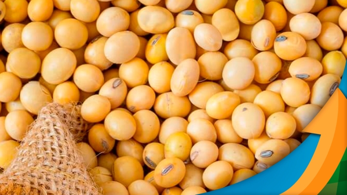 Em sessão que antecede relatório do USDA, mercado da soja em Chicago tem dia de ajustes e fechamento morno