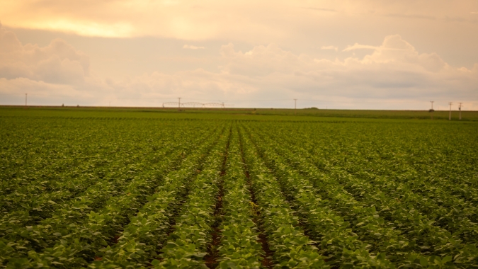 Monitoramento Agrícola: Bons volumes de chuva favorecem cultivos de primeira safra