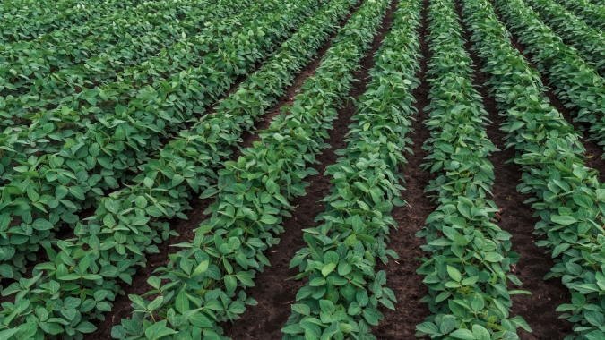 Deral reduz previsão de área com soja no Paraná, que poderia ter 1ª queda em 9 anos