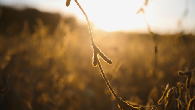 Syngenta inaugura Polos de Tecnologia para impulsionar a inovação e a sustentabilidade no agronegócio brasileiro