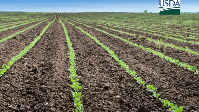 USDA traz plantio de soja e milho 2025/26 acima das expectativas do mercado