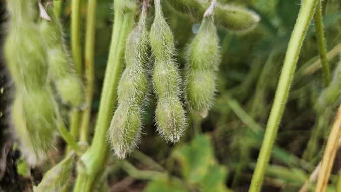 Biond Agro: Colheita avança no RS, mas estimativa coloca safra em risco