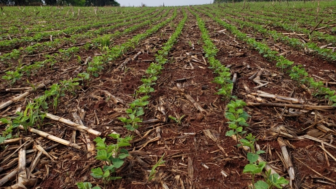 Soja: Plantio da safra brasileira 2021/22 atinge 84,2%, projeta Safras