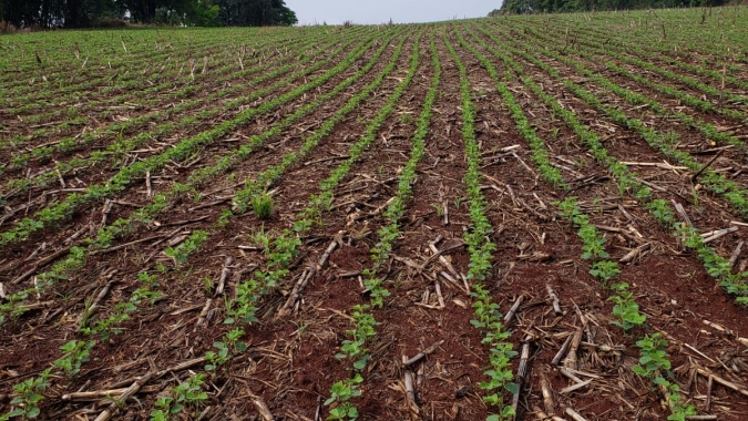 Plantio da safra brasileira 2021/22 atinge 35,8%, projeta Safras