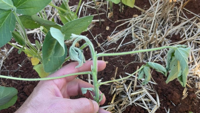 Seca no RS ameaça produção de grãos e preocupa agronegócio brasileiro